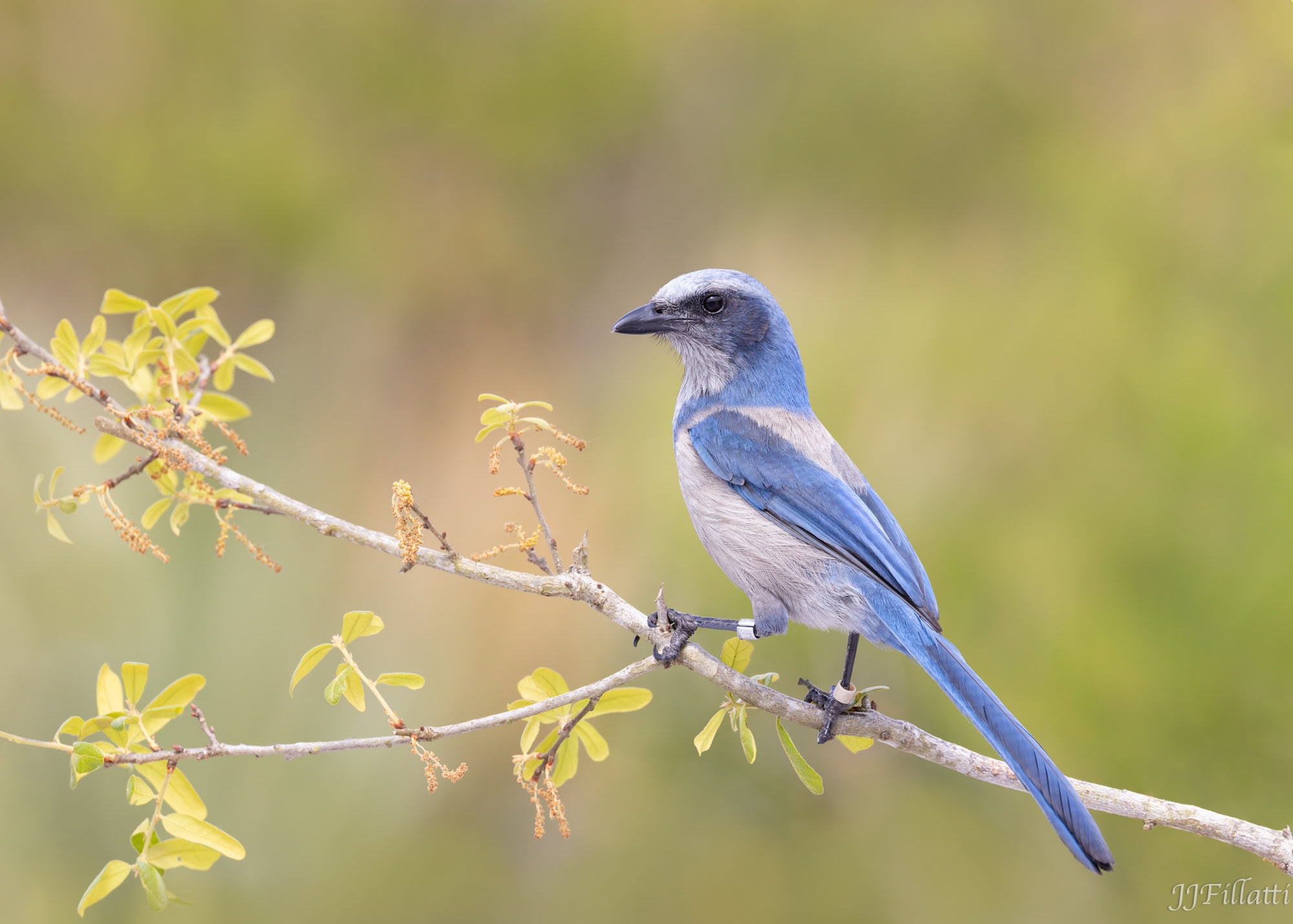 bird of florida image 33